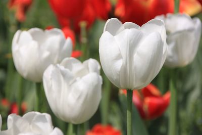 Close-up of white tulips blooming outdoors