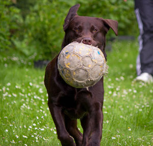 Close-up of a dog on field