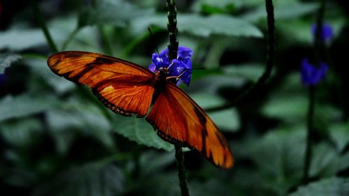 Close-up of butterfly on flower