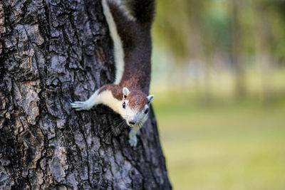 Close-up of squirrel on tree trunk