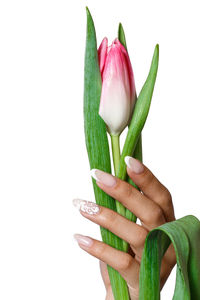 Close-up of hand holding tulip against white background