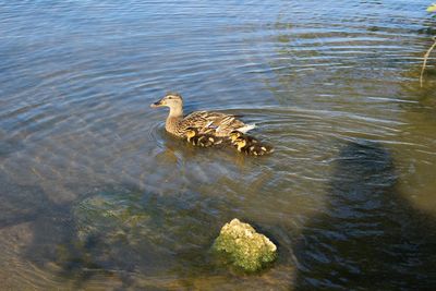 View of an animal in pond