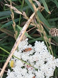 Close-up of insect on flowers