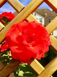 Close-up of red flower