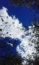 Low angle view of trees against blue sky