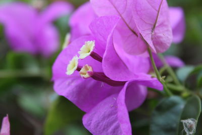 Close-up of pink flowering plant