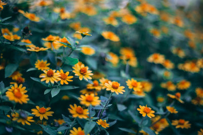 Close-up of yellow flowering plants