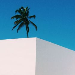 Low angle view of palm trees against blue sky