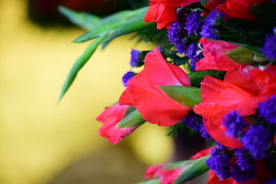 Close-up of red flowering plant