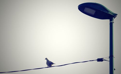 Bird perching on pole against clear sky