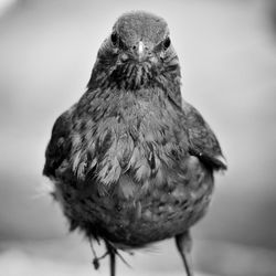 Close-up of owl perching outdoors