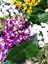 Close-up of purple flowering plant