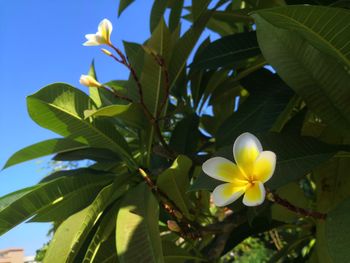 Close-up of frangipani on plant