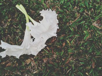 Close-up of white flowers on field