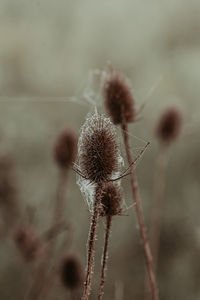 Close-up of wilted plant