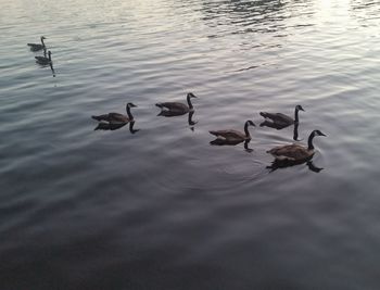 Flock of birds floating on water