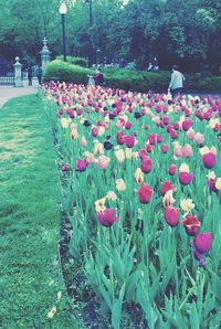 Flowers growing in park