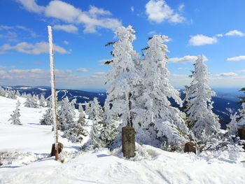 Trees on snow covered land against sky