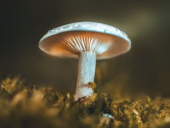 Close-up of mushroom on field