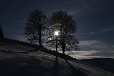 Sun shining through trees