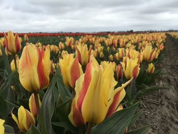 Close-up of tulips blooming in field