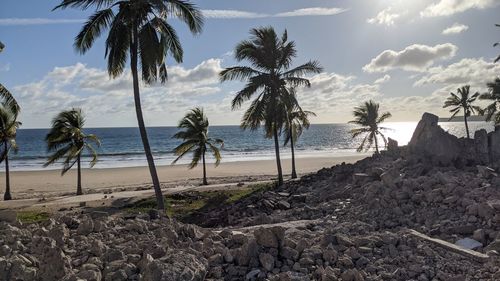 Palm trees on beach against sky