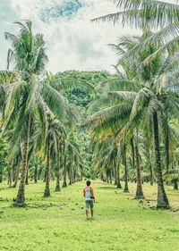 Rear view of man on palm trees on field against sky