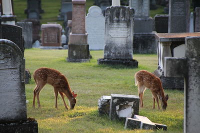 Sheep in cemetery