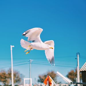 Seagull flying in the sky