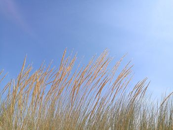 Low angle view of plants against blue sky