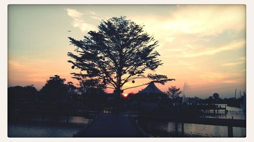 Silhouette of trees at sunset