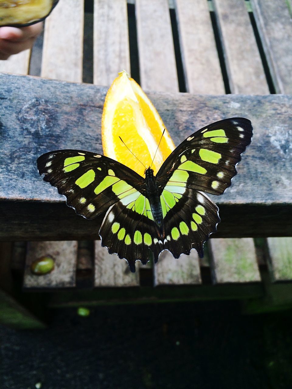 one animal, yellow, animal themes, animals in the wild, focus on foreground, butterfly - insect, insect, close-up, wildlife, day, sunlight, outdoors, wood - material, nature, animal representation, no people, animal markings, built structure, railing, shadow