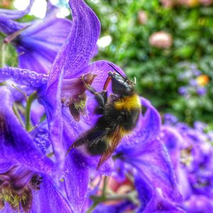 Close-up of bee on purple flower