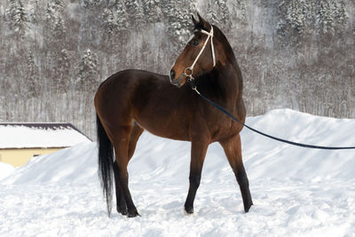 Horse standing in snow