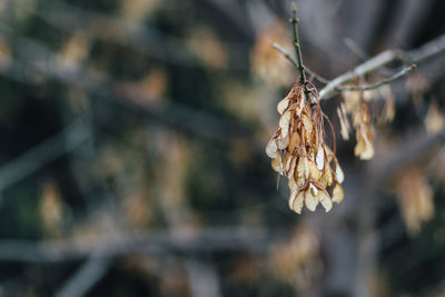 Close-up of dry leaves during winter