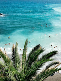 High angle view of palm tree by sea