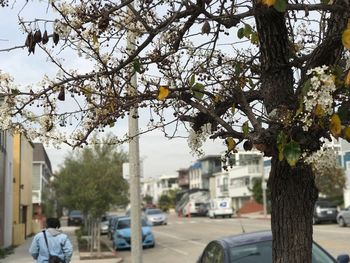 Trees by city against sky