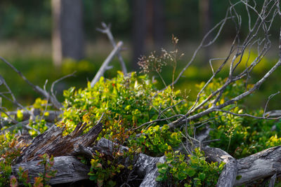 Close-up of moss on rock