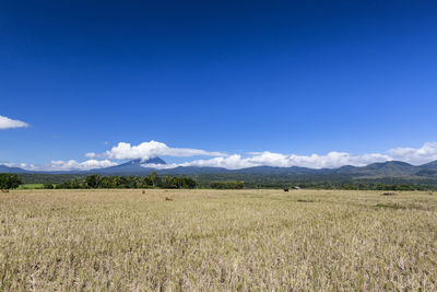 Scenic view of field against blue sky