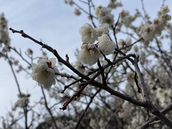 Low angle view of plum blossom