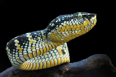 Close-up of a lizard on black background