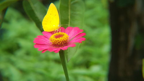 Close-up of pink flower blooming outdoors