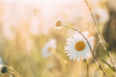 Close-up of white flowering plant on field