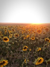 Scenic view of sunflower field against sky