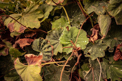 High angle view of leaves on field