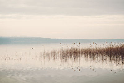 Birds swimming in lake against sky