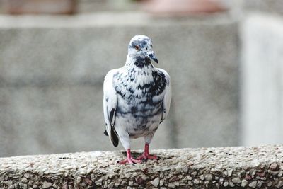 Close-up of bird perching outdoors