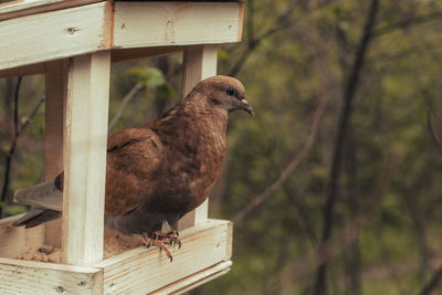 Close-up of bird perching on wood