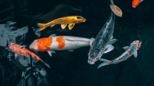 Close-up of koi fish in water