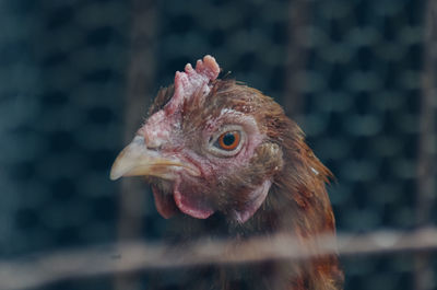 Close-up of a hen